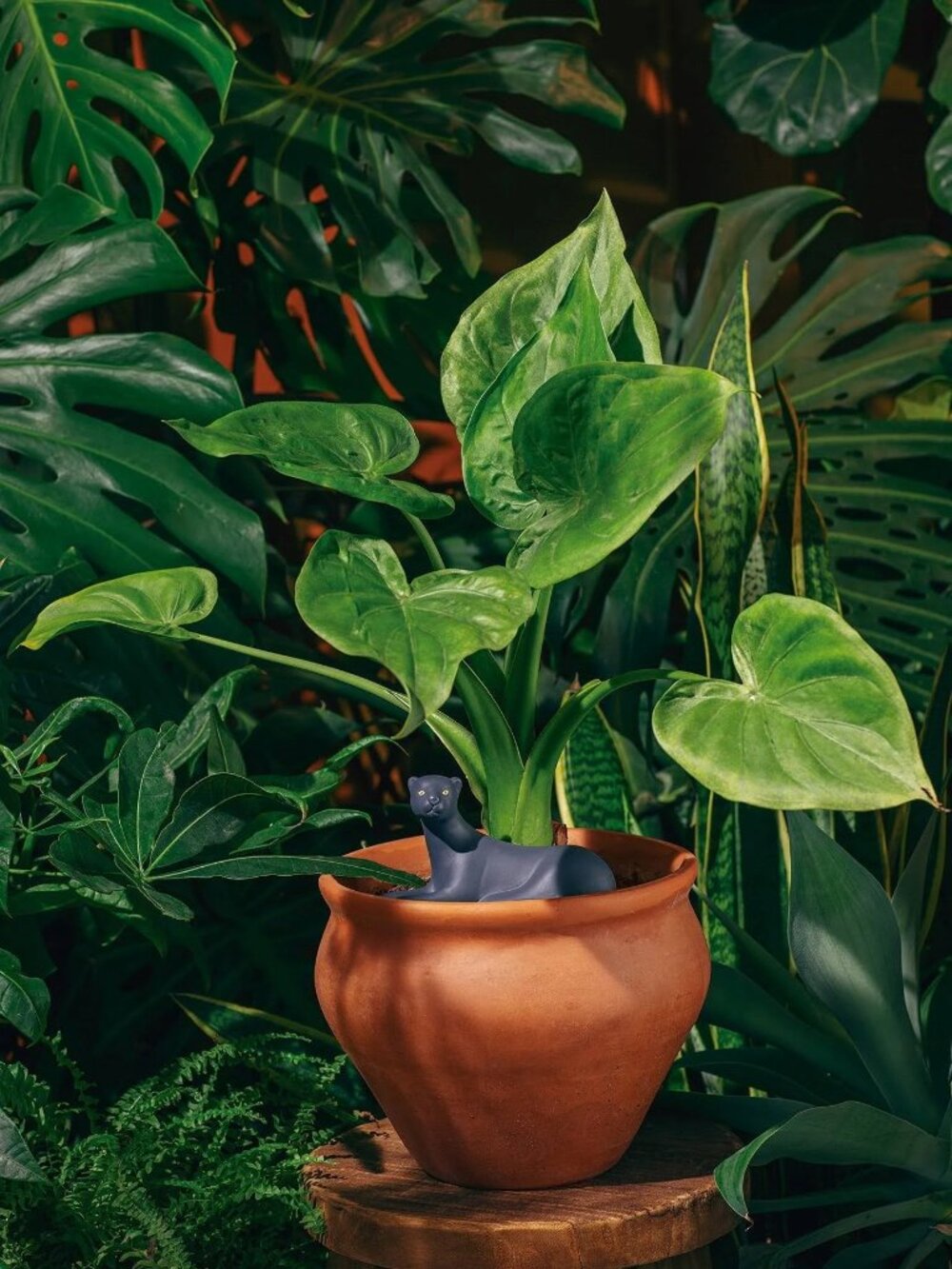 DOIY Self Watering Jangal Panther - NIB